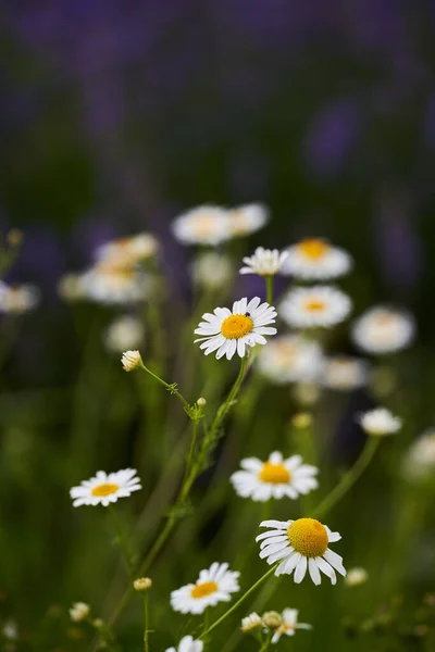 Zbliżenie Dzikich Kwiatów Rumianku Polu — Zdjęcie stockowe