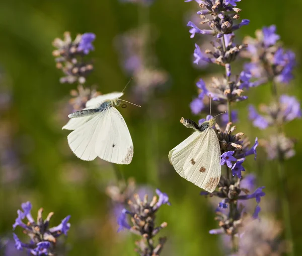 ラベンダー畑で蝶の交尾 クローズアップ撮影 — ストック写真