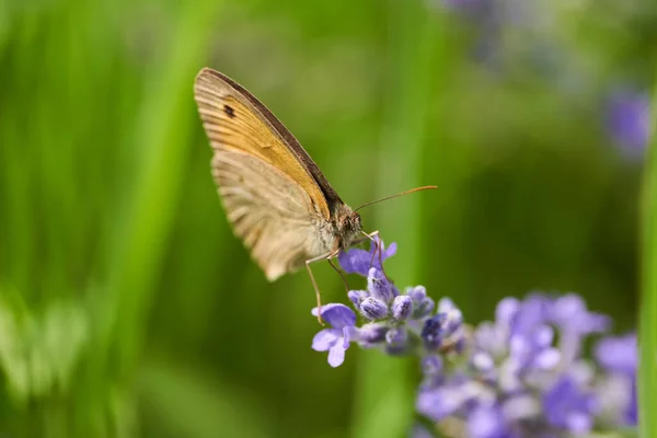 Närbild Fjäril Som Äter Nektar Från Lavendelblommor — Stockfoto