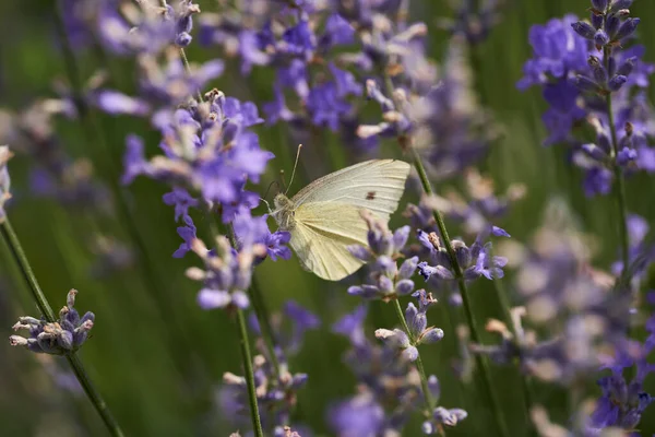 Lavanta Çiçeklerinin Nektarıyla Beslenen Bir Kelebeğin Yakın Çekimi — Stok fotoğraf