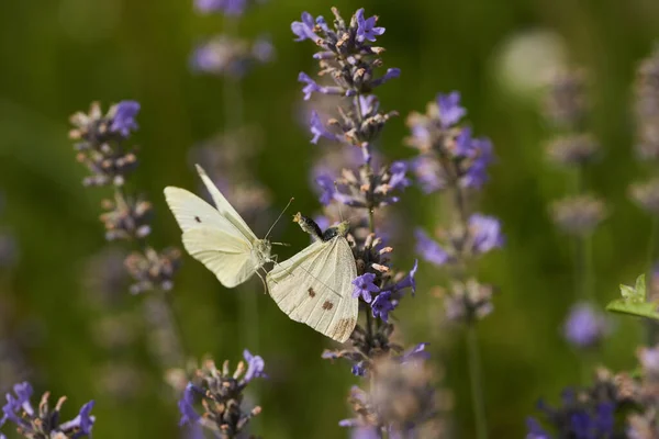 Fjärilar Parar Sig Ett Lavendelfält Närbild Skott — Stockfoto