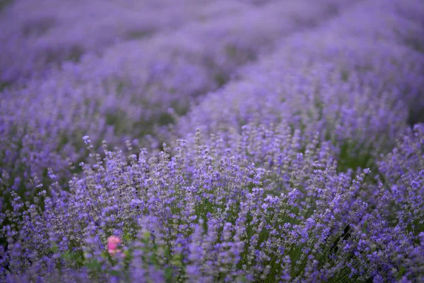 Closeup Ripe Lavender Bush Field Summer — Stock Photo, Image