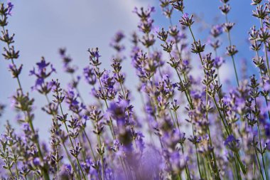 Yazın bir tarlada olgunlaşmış lavanta çalılarının yakınına.