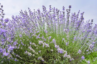 Yazın bir tarlada olgunlaşmış lavanta çalılarının yakınına.