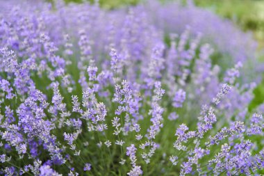 Yazın bir tarlada olgunlaşmış lavanta çalılarının yakınına.