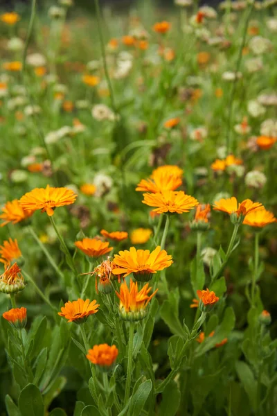Nahaufnahme Von Schönen Ringelblumen Einem Garten — Stockfoto