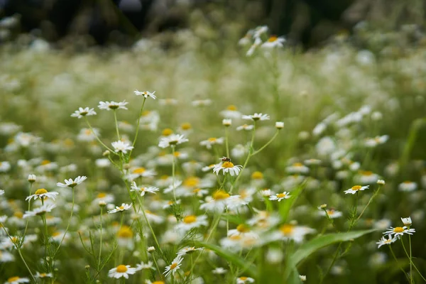 Zbliżenie Dzikich Kwiatów Rumianku Polu — Zdjęcie stockowe