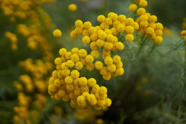 Žluté Květy Zahradě Letních Dnech Detailní Záběr — Stock fotografie