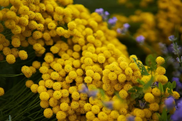 Gelbe Blumen Einem Garten Einem Sommertag Nahaufnahme — Stockfoto