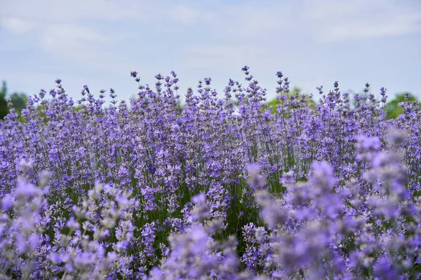 Closeup Ripe Lavender Bushes Field Summer — Stock Photo, Image