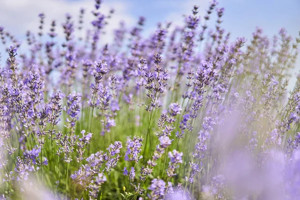 Närbild Mogen Lavendelbuske Ett Fält Sommaren — Stockfoto