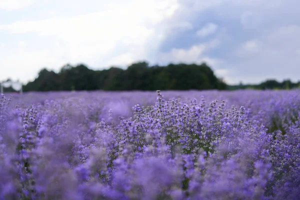 Nahaufnahme Eines Reifen Lavendelstrauches Auf Einem Feld Sommer — Stockfoto