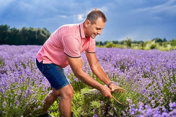 Mature Farmer Man Harvesting Lavender July — Stock Photo, Image