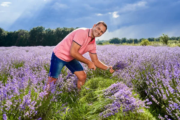 Mature Agriculteur Homme Récolte Lavande Juillet — Photo