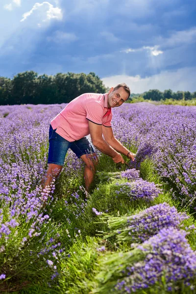 Rijpe Boer Man Oogsten Lavendel Juli — Stockfoto