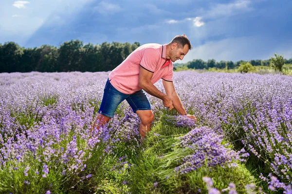 Gammal Bonde Man Skördar Lavendel Juli — Stockfoto