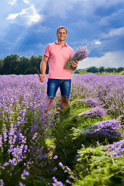 Rijpe Boer Man Oogsten Lavendel Juli — Stockfoto