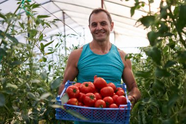 Çiftçi sera bahçesindeki bir sandıkta domates topluyor.