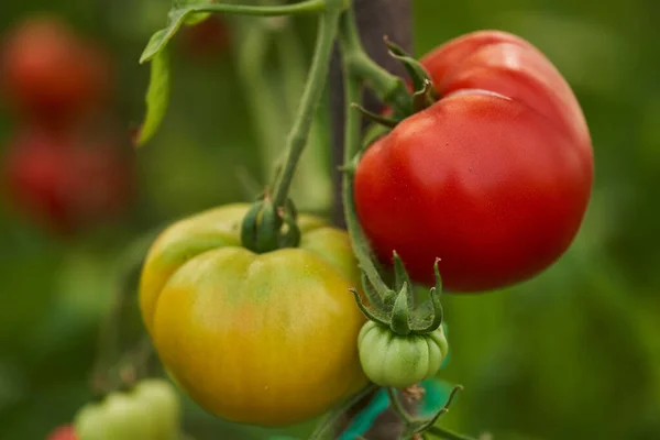 Mogna Tomater Vinrankor Inne Ett Växthus Sommaren — Stockfoto