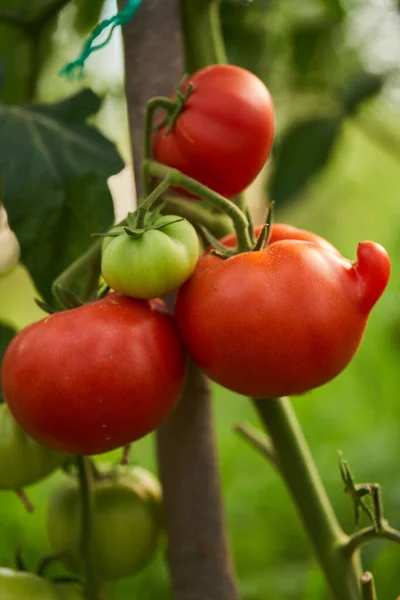 Tomaten Rijpen Wijnstokken Een Kas Zomer — Stockfoto