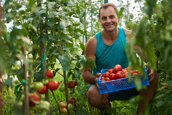 Agricultor Pegando Tomates Uma Caixa Seu Jardim Estufa — Fotografia de Stock