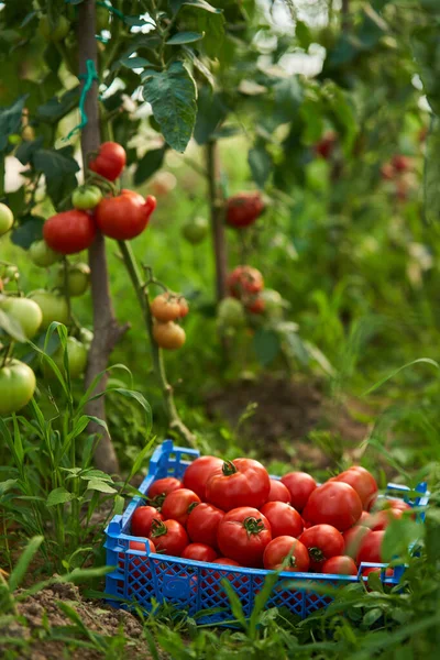 Ripening Tomatoes Vines Greenhouse Summer — Stock Photo, Image
