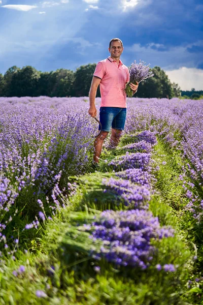 Lavendelboer Die Midden Zomer Geparfumeerde Bloemen Oogst — Stockfoto