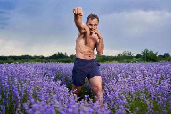 Навчання Винищувача Kickboxer Лавандовому Полі Повному Розквіті — стокове фото