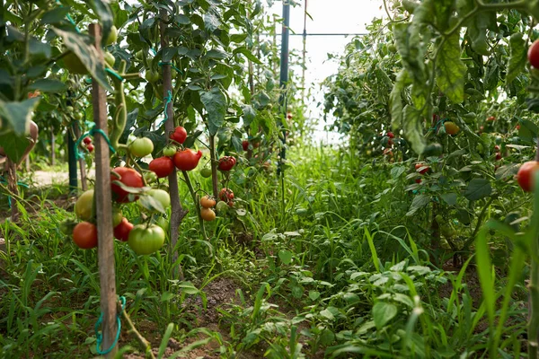 Dojrzewające Pomidory Winorośli Wewnątrz Szklarni Latem — Zdjęcie stockowe