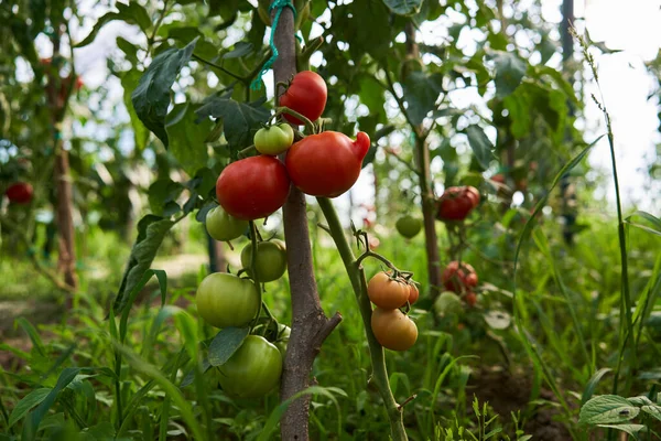 Tomaten Reifen Sommer Den Reben Gewächshaus — Stockfoto