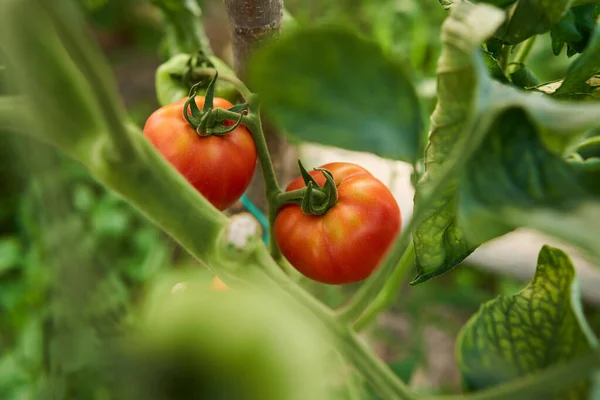 夏に温室内のブドウ畑でトマトを熟す — ストック写真