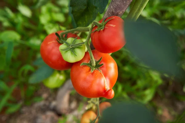 Mogna Tomater Vinrankor Inne Ett Växthus Sommaren — Stockfoto