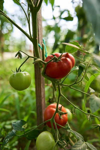 夏天在温室里的藤蔓上成熟西红柿 — 图库照片