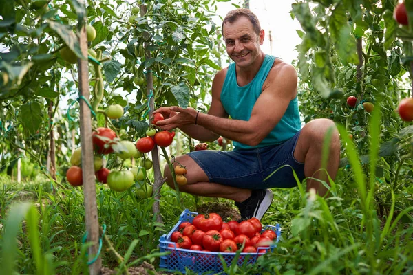 Αγρότης Μαζεύει Ντομάτες Ένα Καφάσι Στον Κήπο Του — Φωτογραφία Αρχείου