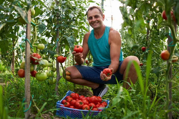 Αγρότης Μαζεύει Ντομάτες Ένα Καφάσι Στον Κήπο Του — Φωτογραφία Αρχείου