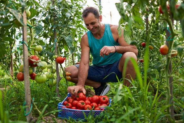 Agricultor Recogiendo Tomates Una Caja Jardín Invernadero —  Fotos de Stock