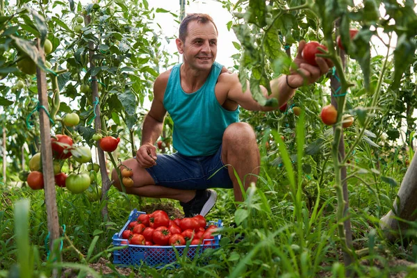 Agricoltore Raccogliendo Pomodori Una Cassa Nel Suo Giardino Serra — Foto Stock