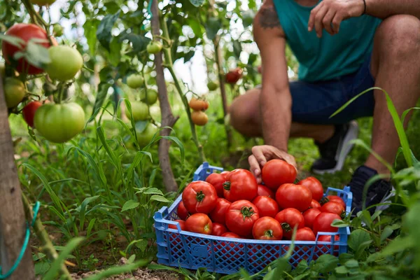 农夫在他的温室花园的板条箱里采摘西红柿 — 图库照片