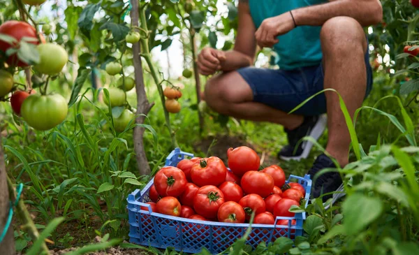 온실에 상자에서 토마토를 농부들 — 스톡 사진