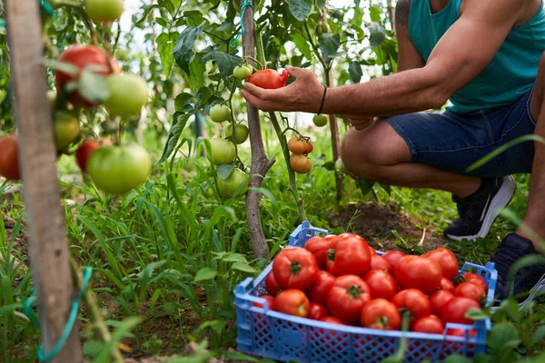 Landwirt Pflückt Tomaten Einer Kiste Seinem Gewächshausgarten — Stockfoto