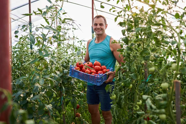 온실에 상자에서 토마토를 농부들 — 스톡 사진