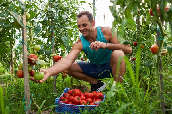 彼の温室の庭で箱の中にトマトを摘む農家 ロイヤリティフリーのストック画像