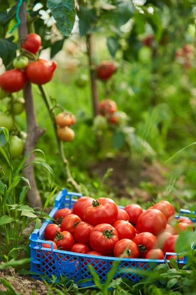 Freshly Picked Tomatoes Greenhouse Ready Eat Homegrown — Stock Photo, Image