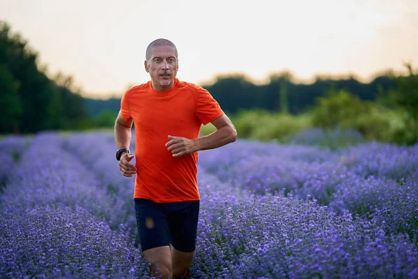 Athletischer Ausdauerläufer Beim Lauf Durch Ein Lavendelfeld Bei Sonnenuntergang lizenzfreie Stockbilder
