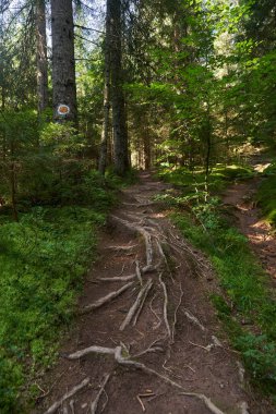 Yaz sonu manzarası, dağlarda bir yürüyüş patikası, ormanla kaplı.
