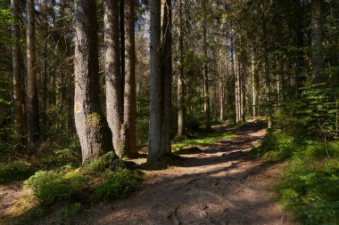 Yaz sonu manzarası, dağlarda bir yürüyüş patikası, ormanla kaplı.