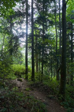 Yaz sonu manzarası, dağlarda bir yürüyüş patikası, ormanla kaplı.
