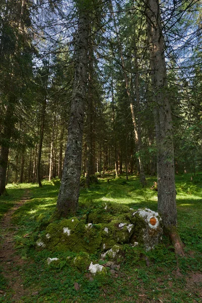 Pozdní Letní Krajina Turistickou Stezkou Horách Pokrytých Lesem — Stock fotografie
