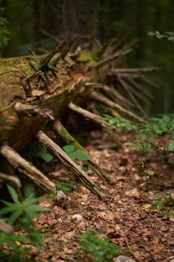 Köknar ağacının fırtınayla yıkıldığı manzara