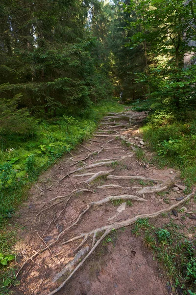Utskjutande Rötter Tallar Den Lummiga Skogen Bergen — Stockfoto